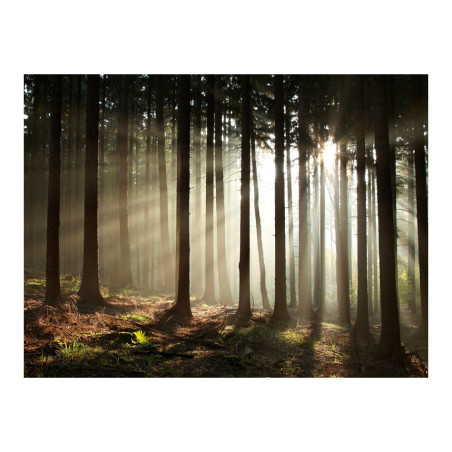 Fototapet Coniferous Forest-01