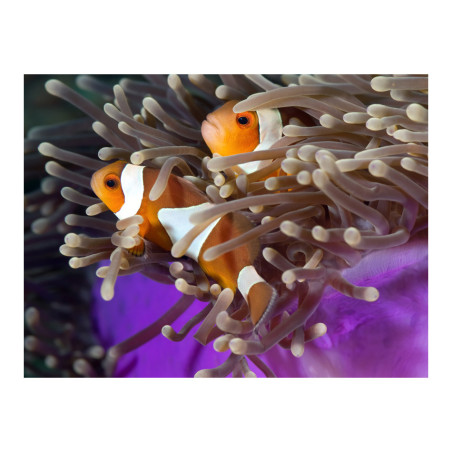 Fototapet Clownfish-01