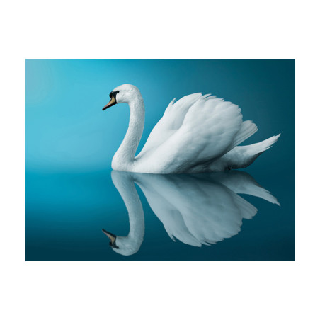 Fototapet Swan Reflection-01