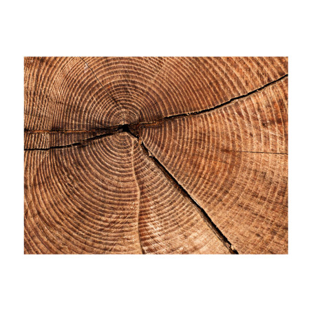 Fototapet Tree Trunk Cross Section-01