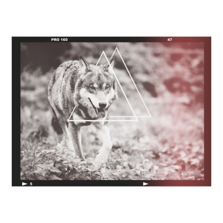 Fototapet Wolf Photo-01