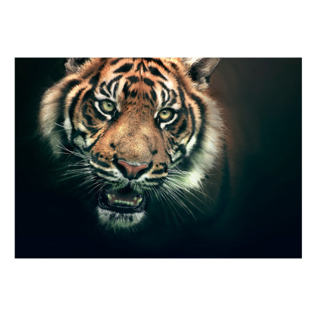 Fototapet Bengal Tiger-01